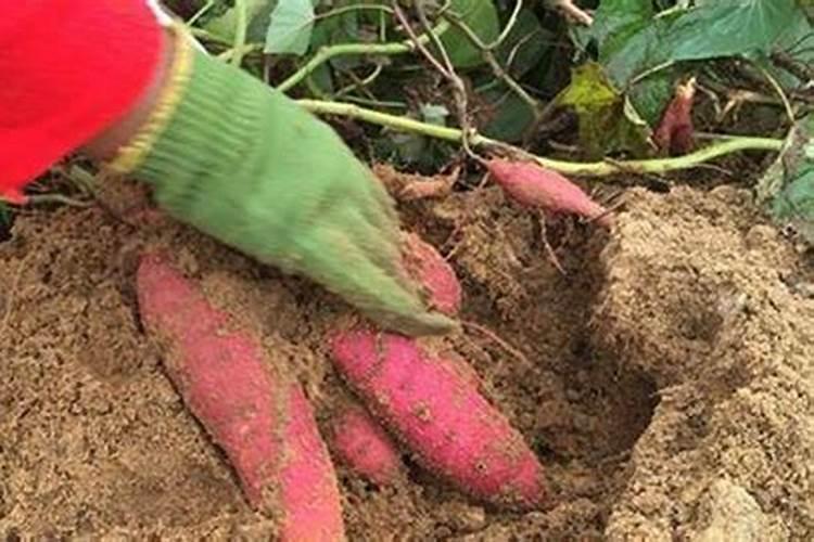 李子施肥方法和注意事项 李子如何施肥