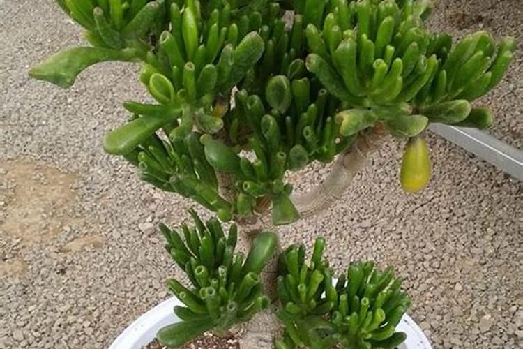 玛格丽特不开花的原因,氮肥过量或光照不足