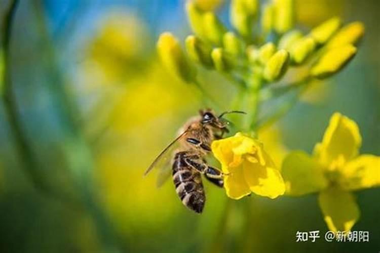 硼肥正确使用方法