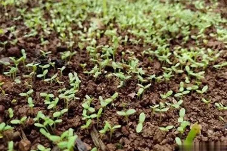 种植茭白如何追肥 茭白施肥方法总结