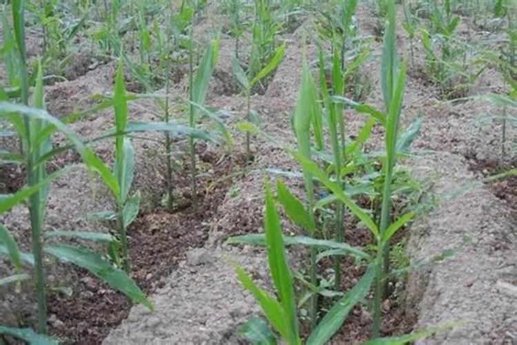 生姜影响土地肥沃吗
