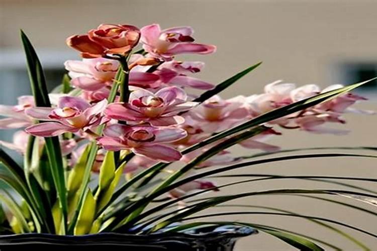 多肉怎样养得又肥又大