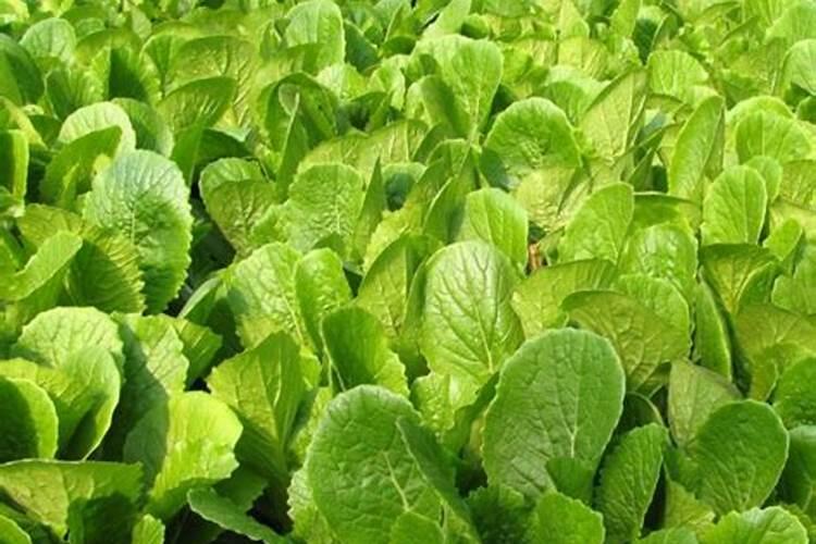 多肉怎样养的又大又肥