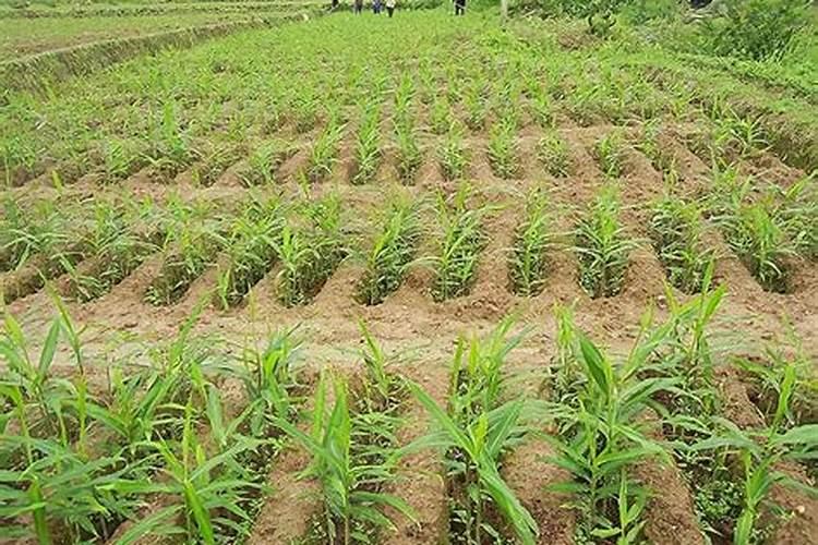 磷肥和磷酸二氢钾的区别