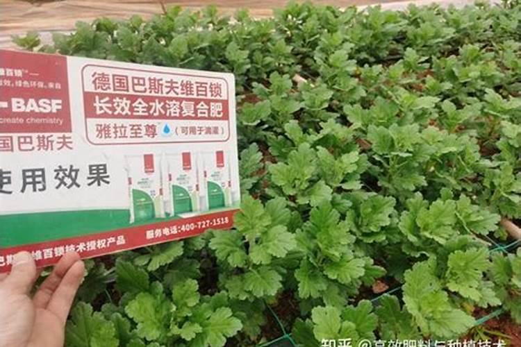 盆栽木菊入冬后需要剪枝吗