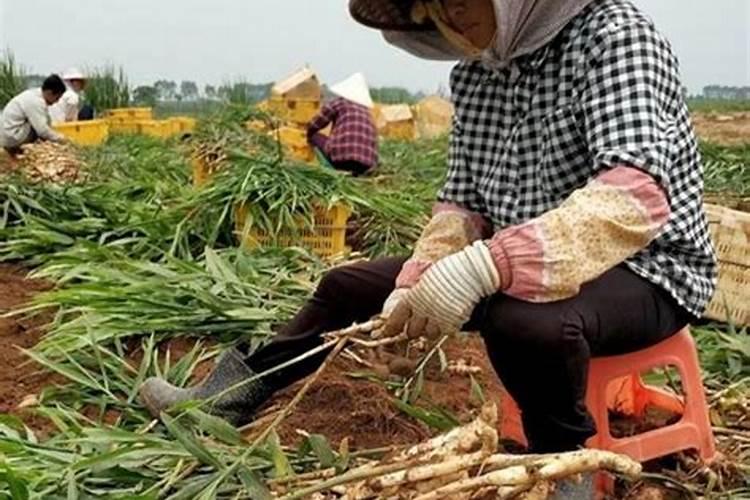 生姜用什么肥料才高产 附施肥方法