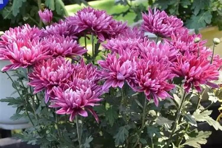 菊花有花苞了,要不要再施肥