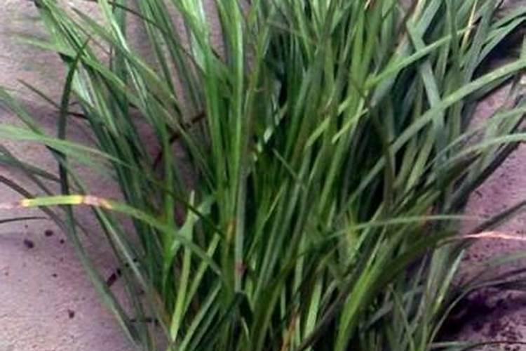 如何让粪便发酵完全