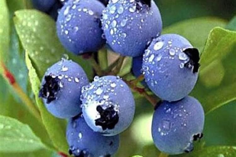 兰花什么时候施肥最好,兰花施肥用什么肥最好(氮磷钾肥)