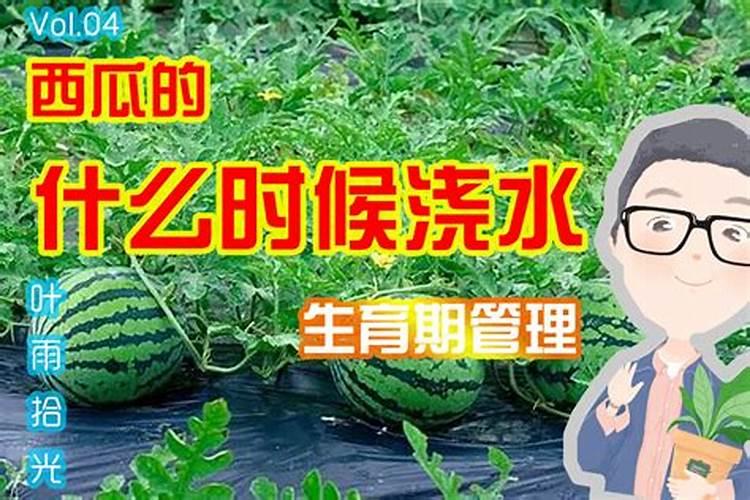 十月份兰花主要施什么肥