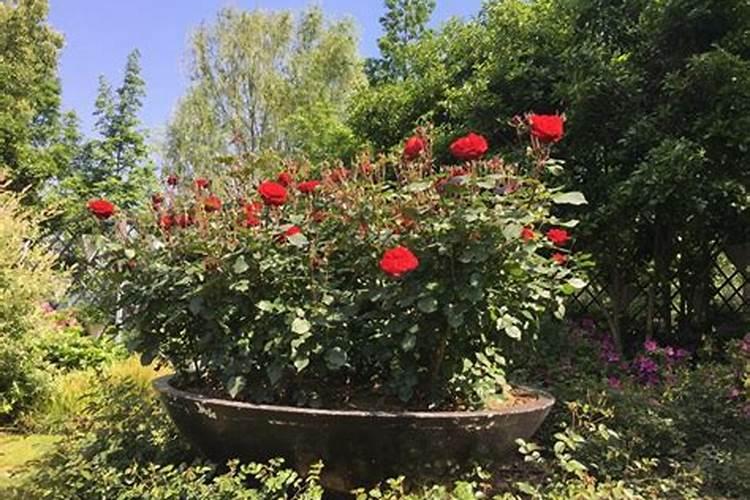 月季春天发芽施什么肥才好