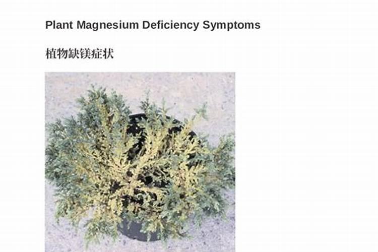 樱桃树可以用硅钙钾镁肥吗？