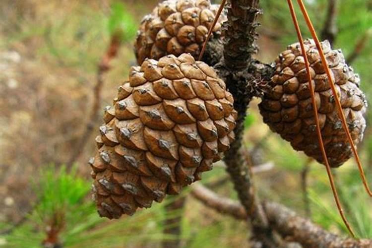 松针怎样发酵做成花肥