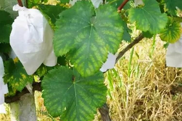 沙糖桔老黄叶是咋回事沙糖桔树叶发黄怎么办