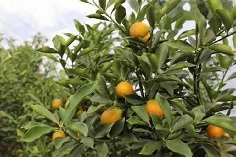 金桔用什么肥料