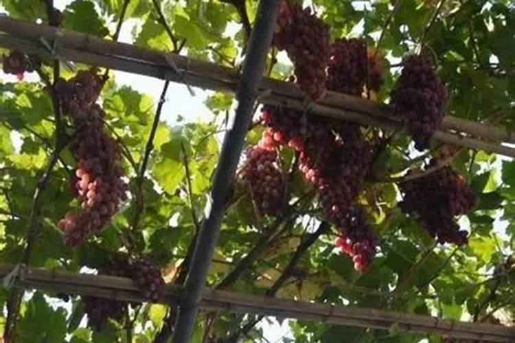 月季叶子干枯怎么办,6个方法让你的月季生机盎然