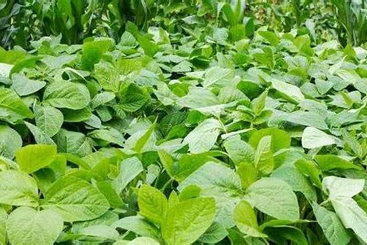 黄豆喜欢什么肥料