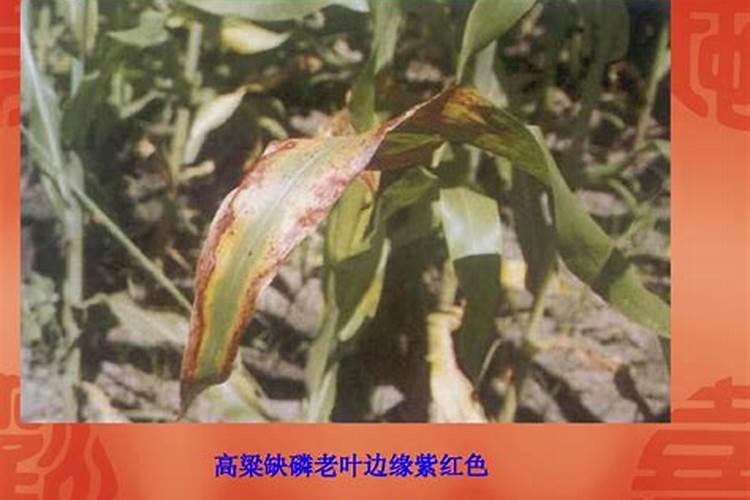 影响小麦生长的几种缺元素症状