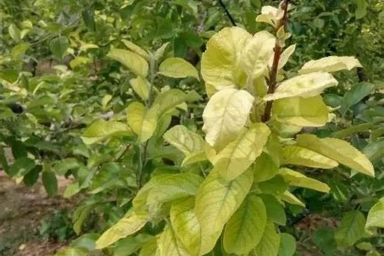 兰花叶子需要每天早晚喷水吗