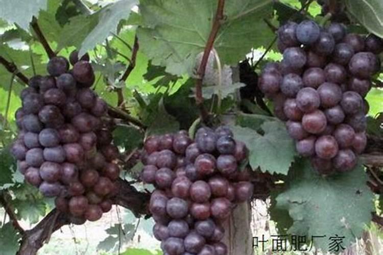 兰花叶子要不要天天喷水