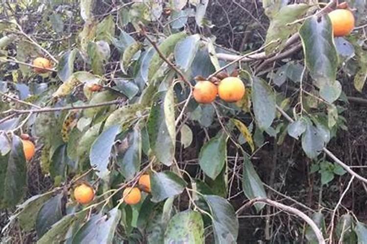 黄瓜水烂花几天打一次药好