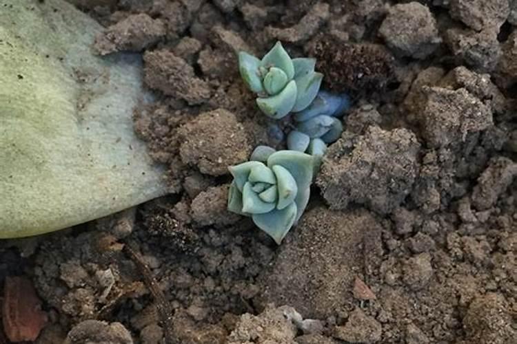 脆蜜金桔种植技术与管理是什么？