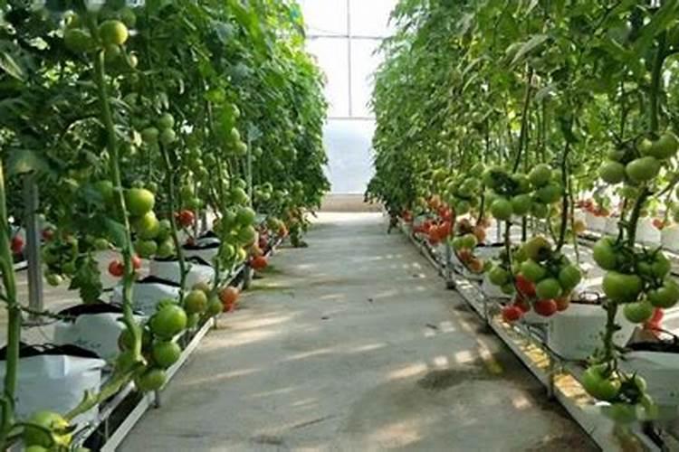 脆蜜金桔种植技术与管理