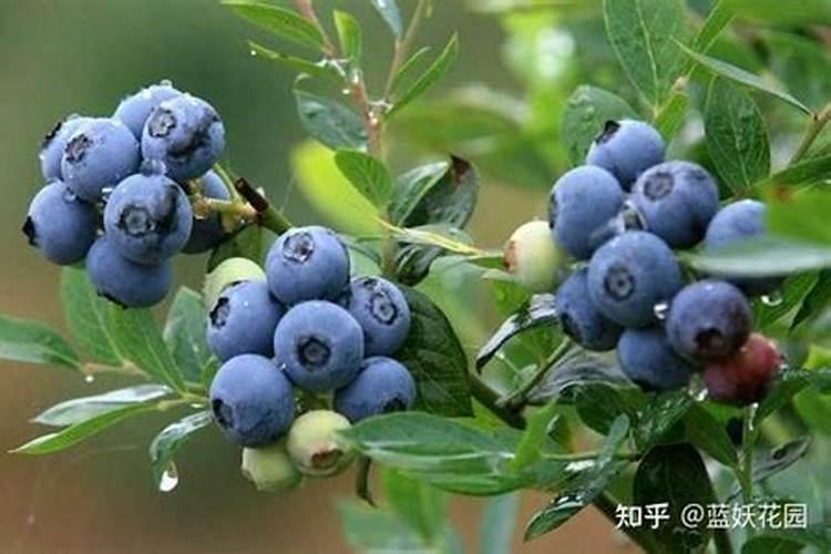 蓝莓都在什么时间段使用硼