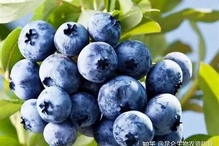 如何正确施用叶面肥