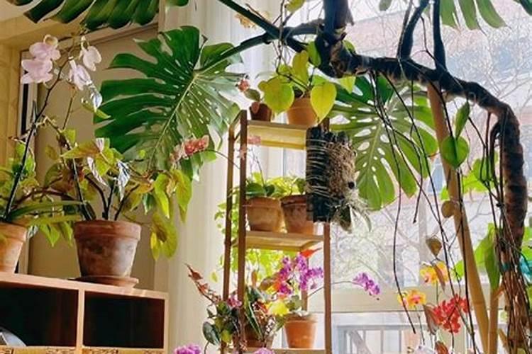 养花的十大最佳肥料