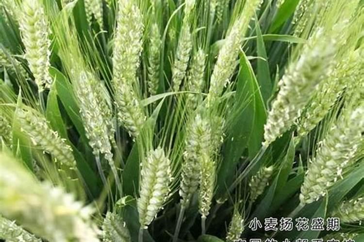 小麦养花以后喷施叶面肥过多有什么害处？