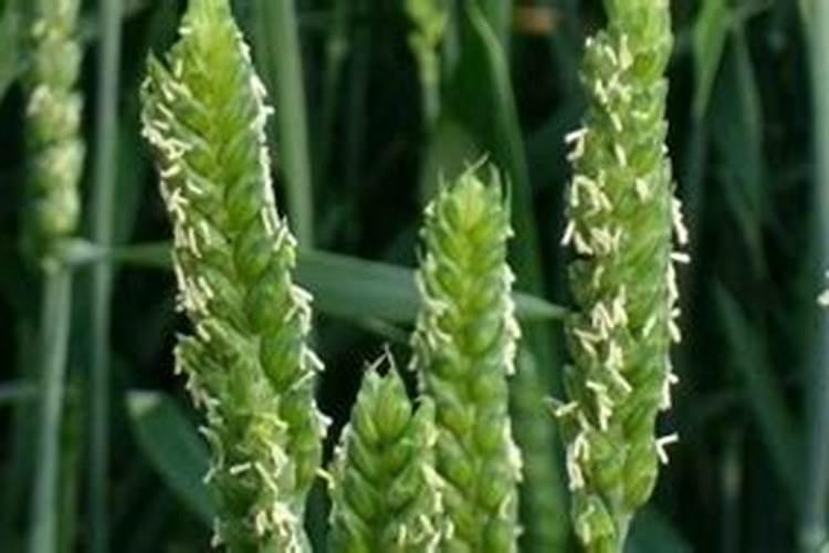 小麦扬花可以打中量肥料吗？