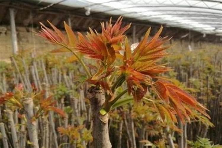 磷肥的作用磷肥可以直接撒在根部吗