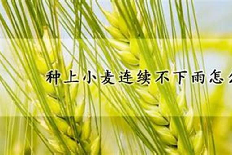 小麦浇水追肥停水前几小时追肥最好？