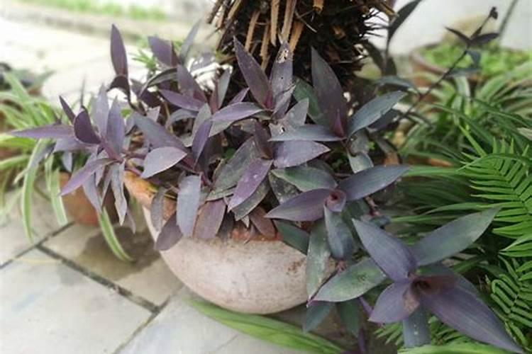 用于蔬菜的叶面肥可以用在果树上吗？