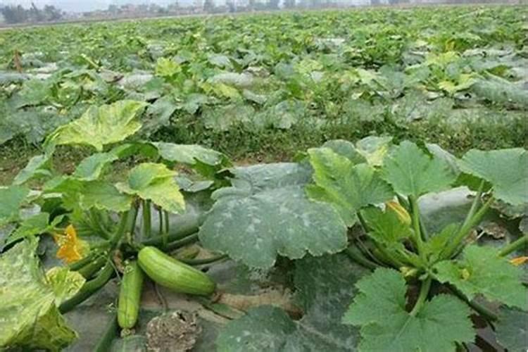 突尼斯软籽石榴盆栽种植方法？