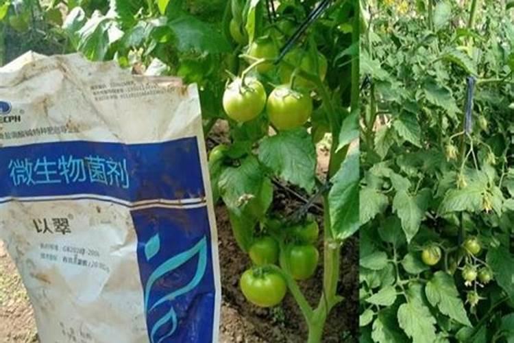 烟草种植需要什么肥料