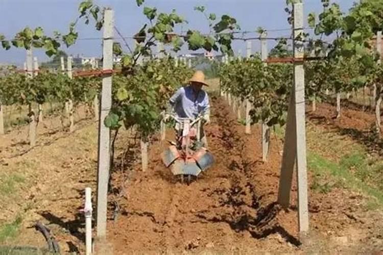 葡萄树施什么肥好