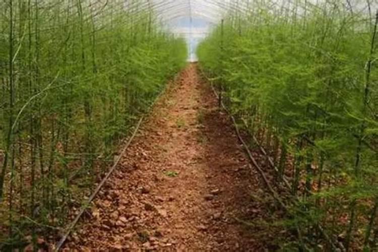 微生物菌剂可以和大量元素水溶肥用吗