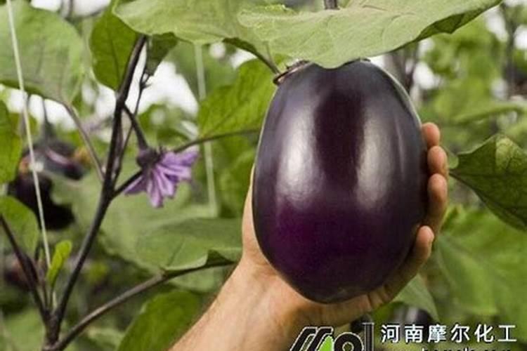 豆子开花能不能打除草剂地里有那个扁扁草和那个水草？