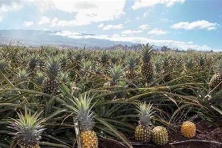 二铵含量标准是多少(二铵肥料含量有几种)