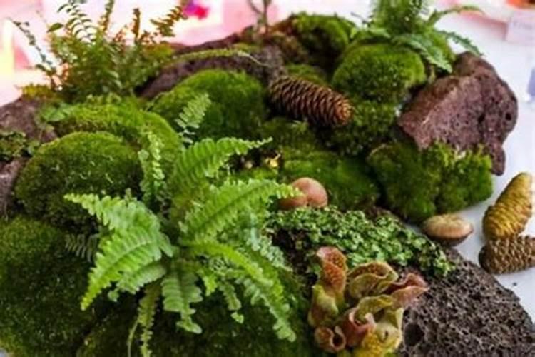 鱼池长青苔最好的方法
