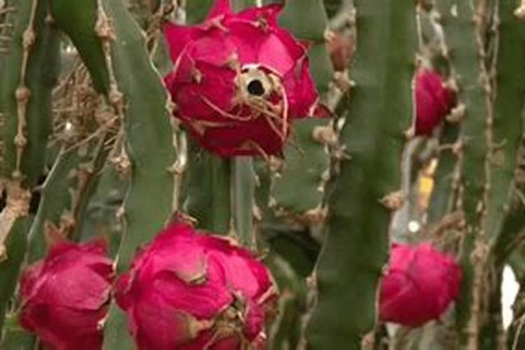 黄烟的主要技术: