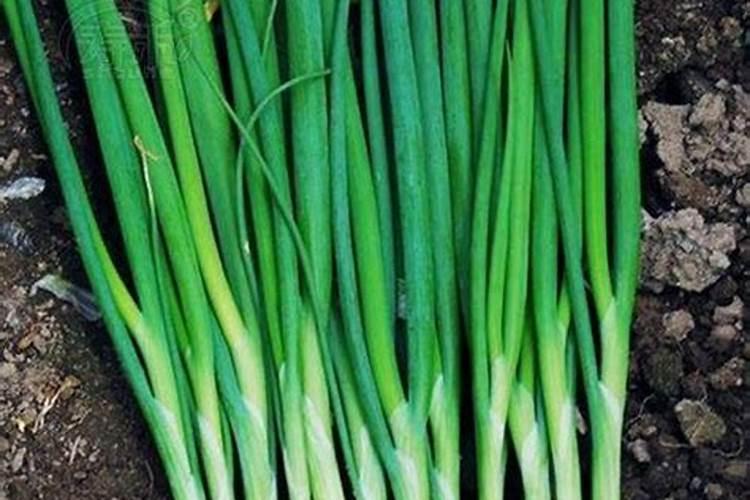 请问硼砂粉的作用？