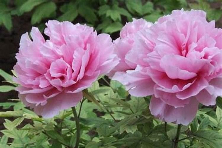 地栽牡丹什么时候肥好