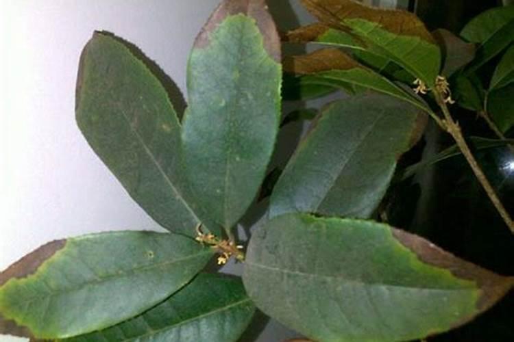 橙子的品种有那些