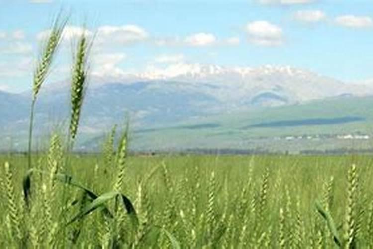 什么叫颗粒氮肥