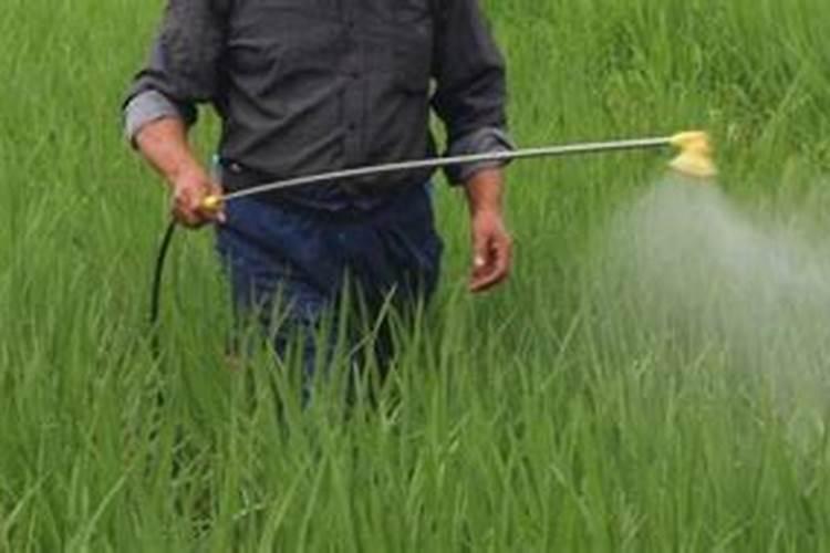 硼肥的作用及使用方法