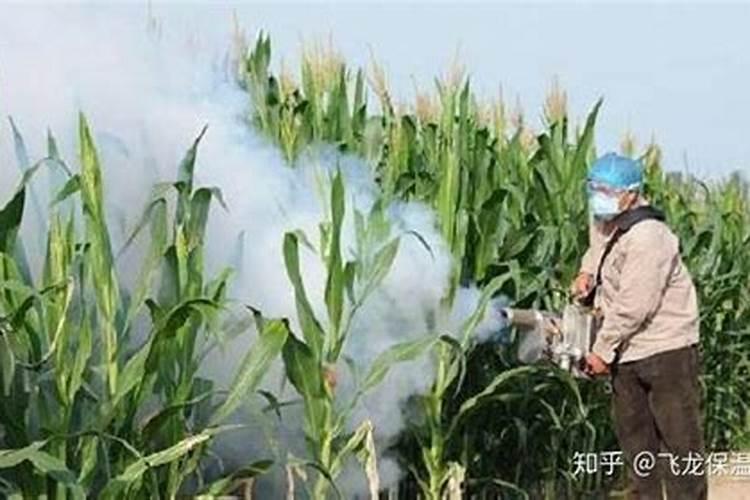 磷酸二氢钾多久喷一次