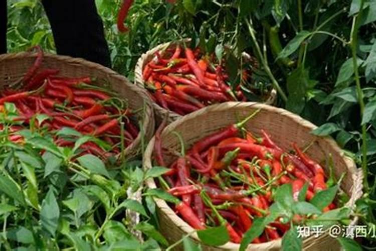 辣椒掉叶子是怎么回事？